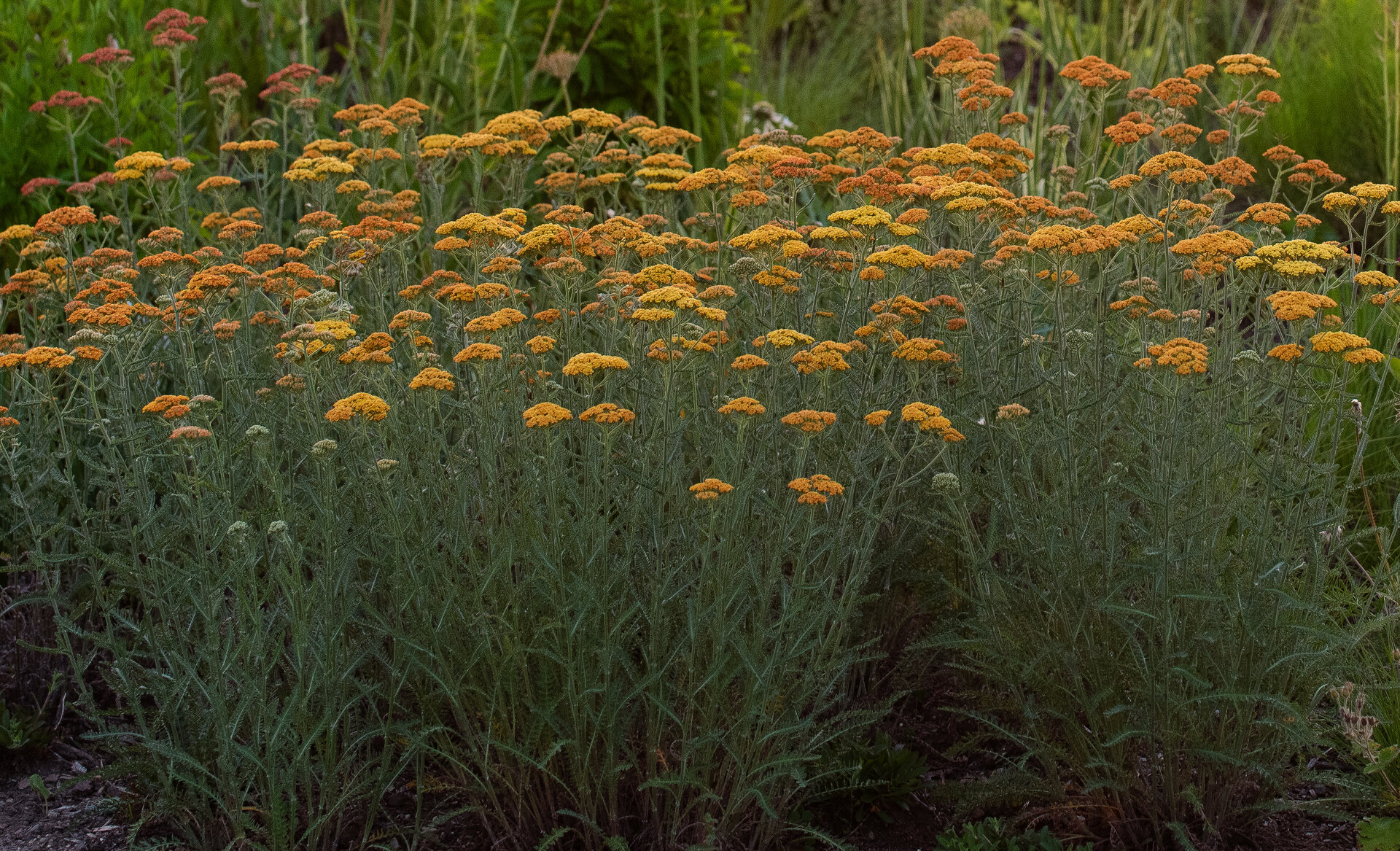 'Terra Cotta' Yarrow